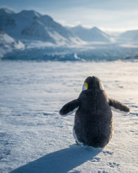 Marcho Realistic Emperor Penguin Plush | Penguin & Co.